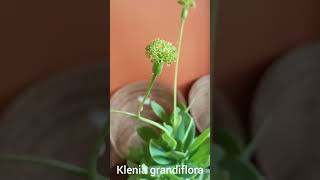 Klenia grandifloraAyurvedic medicinal plant [upl. by Gates707]