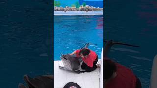 Amazing facts about dolphins🐬 amazingfacts dolphin factsinhindi viralvideo [upl. by Moreen]