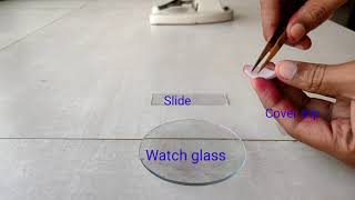 Onion peel cell experiment Procedure in description box [upl. by Naima317]