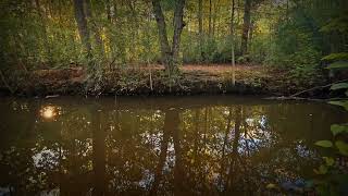 Autumn 🍂 Colors at Mill Pond Preserve Wantagh New York Long Island [upl. by Anawed]