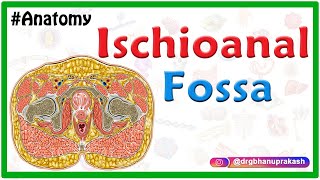 Anatomy of the ischioanal or ischiorectal fossa [upl. by Parfitt924]