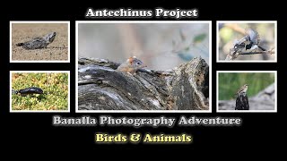 Benalla Photography Adventure Breeding Season [upl. by Arahas]