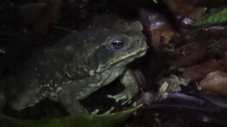 Rhinella marina Cane toad [upl. by Libna]