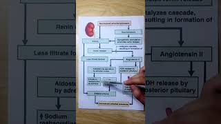 Arterial Pressure Regulation medical biology neet pathology physiology [upl. by Niwdla]