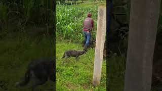 Buenos días 🌱🌱 rancho tractor agricultura soyderancho mexico [upl. by Faustine173]