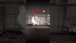 White fantail pigeon beautiful kabutarpigeon bird viralvideo ytshorts [upl. by Anaela]