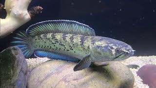 Channa stewartii kalikhola snakehead fish  ice blue Indian native gem 💎💎 [upl. by Napoleon751]