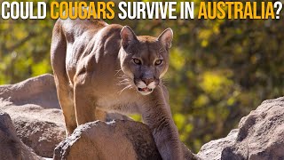 Could Cougars Survive In Australia [upl. by Dinah]