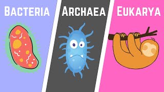 The Three Domains of Life BacteriaArchaeaEukarya [upl. by Lienhard675]