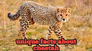 Unique fact about cheetah [upl. by Bywoods]