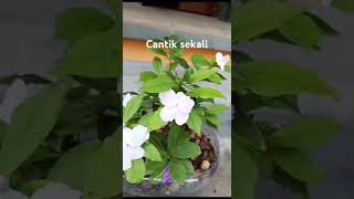 Brunfelsia latifolia plants [upl. by Asirrak]