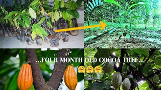 FOUR MONTH OLD COCOA TREE 1 [upl. by Rocray82]