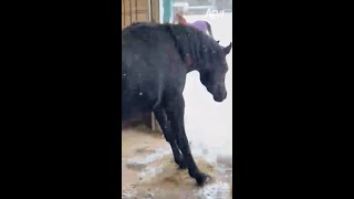 Snow way hes leaving that stable 🐴😅 afv horses funnyvideos shorts [upl. by Lierbag]