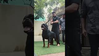 Dog Transformation shorts rottweiler pitbull dog dogtransformation [upl. by Jos860]