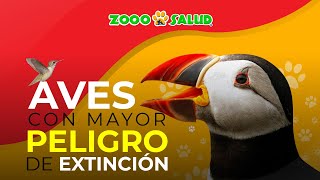 Top Aves con Mayor Peligro de Extinción [upl. by Airad]