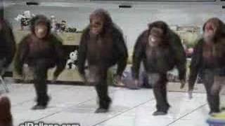 5 funny monkeys dancing [upl. by Gellman]