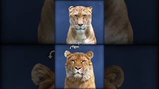 Liger or Tigon shorts factinhindi factmines [upl. by Nosoj]