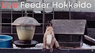 北海道の野鳥ライブカメラBird Feeder webcam in Hokkaido Japan [upl. by Sirret18]