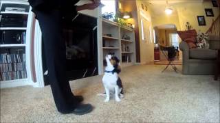 Sammie5 Month Old Cavalier King Charles Spaniel Shows Off Tricks [upl. by Kcirej587]