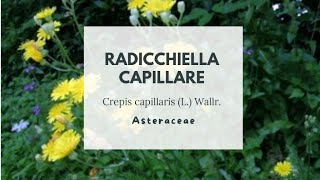 RADICCHIELLA CAPILLARE  Crepis capillaris L Wallr  Asteraceae  Smooth hawksbeard [upl. by Rahmann496]