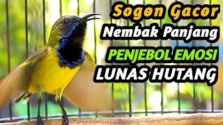 SUARA BURUNG SOGON GACOR NEMBAK PANJANG  TROTOL JANTAN CEPAT NGALAS FULL ISIAN GACOR DURASI [upl. by Refennej]