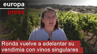 Ronda vuelve a adelantar su vendimia marcada por sus variedades singulares de vinos tranquilos [upl. by Jeromy]