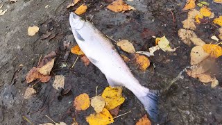 Salmon Fishing in BC 🎣His season ender keeper 🐟 Vedder River Fishing [upl. by Slack]