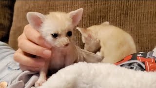 Bonding with Baby Fennec Foxes 😍😍🦊😍😍 [upl. by Nonnek]