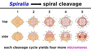 Introduction to Spiralia and Lophotrochozoa [upl. by Arriek]