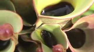 Heliamphora Gets Swarmed  but loves it [upl. by Hallam]