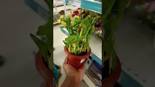 Ratanshi Bamboo Good luck plant ₹230  Dmart findings  viral  Trending [upl. by Chassin]