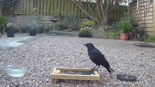 Did you know that crows have problem solving skills and can use basic tools Clever birds [upl. by Michaeline]