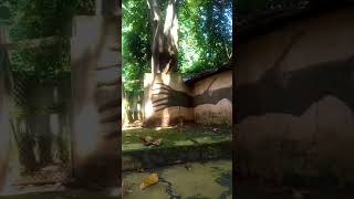 Excursion To Snake Island and Slavery Resort in Ouidah Benin Republic  Video 6 [upl. by Noitsuj]