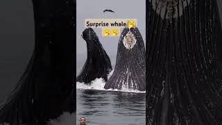 khoobsuart nazara whale surprisingyoutubeshortstrendingviralvideo [upl. by Damas]