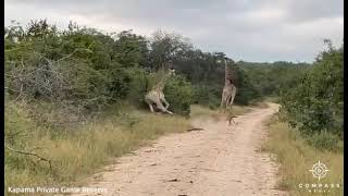 Baby Giraffe Kicks Hunting Lion [upl. by Theodora]