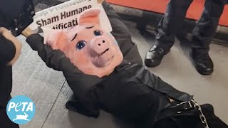 PETA Supporter in Pig Costume Arrested While Protesting Factory Farms [upl. by Marchese]