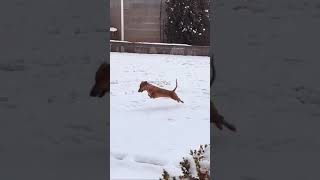 Dog jumping funny nfstory crazy storynf [upl. by Slade268]