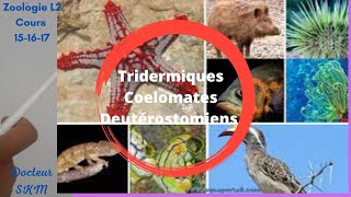 Les tridermiques cœlomates DEUTEROSTOMIENS Les Echinodermes Les Chordés [upl. by Suiraj]