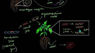 RNA interference in pest control  Biotechnology and its Applications  Biology  Khan Academy [upl. by Eiahpets678]