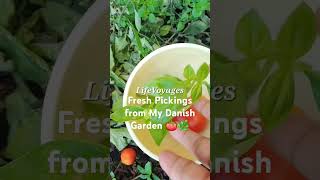 From Garden to Plate Fresh Tomatoes amp Herbs Harvest in Denmark [upl. by Terces895]