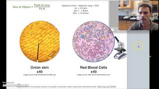 Bacteria under the Microscope E coli and S aureus [upl. by Assyl]