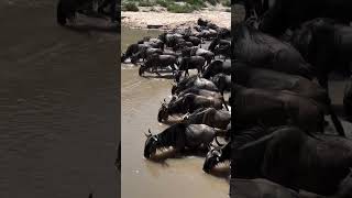 Grumeti river Serengeti national Park Tanzania [upl. by Wardieu]