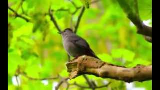 Gray Catbird making lots of calls and sounds [upl. by Ahsehat]