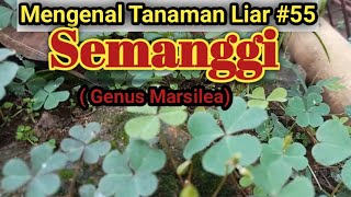 Tanaman Semanggi  Genus Marsilea [upl. by Nomolos700]