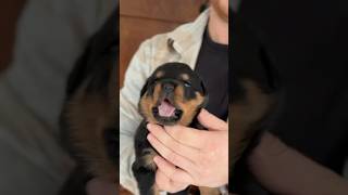 Already loving the chin scratches 🥰 rottweilerlove babyrottweiler puppy rotweilerlove [upl. by Arte]