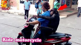 Chimpanzee escapes from cage to sit back motorcycle [upl. by Wiltsey338]