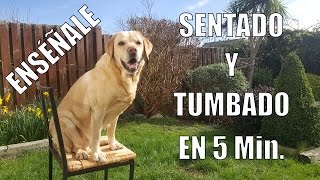 Enseña a tu Perro a Sentarse y Tumbarse en 5 min [upl. by Nyladnar]