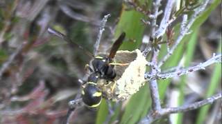 Heath Potter Wasps Eumenes coarctatus Part 1 [upl. by Penelope]