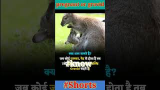 pregnant and gravid knowledge motivation shortvideo facts short viralvideo shortsfeed [upl. by Tray189]