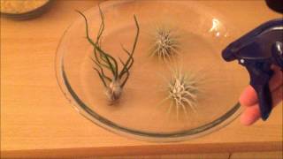 Tillandsia  Air Plant [upl. by Aloiv]